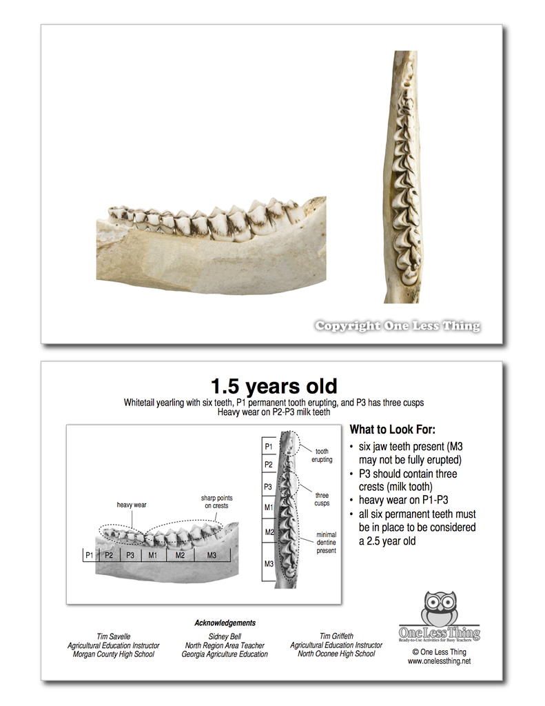 Load image into Gallery viewer, Whitetail Deer Jawbone Aging, IDPix Cards
