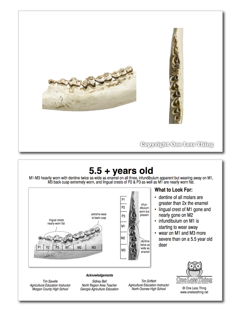 Load image into Gallery viewer, Whitetail Deer Jawbone Aging, IDPix Cards
