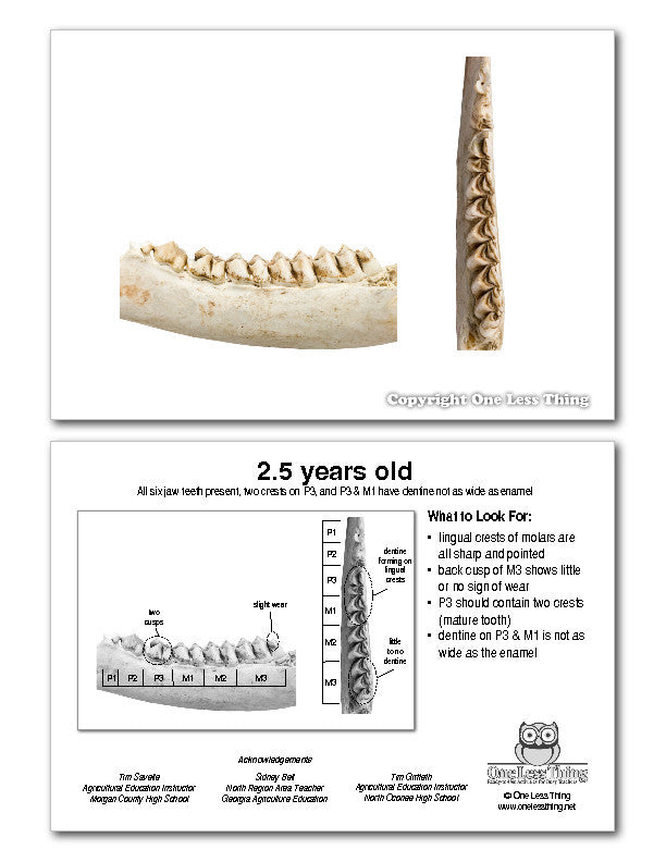 Load image into Gallery viewer, Whitetail Deer Jawbone Aging, IDPix Cards
