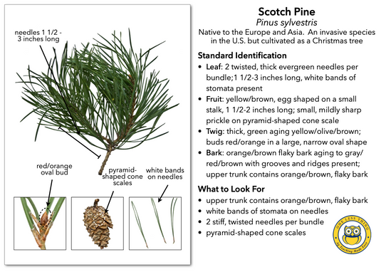 Minnesota Tree ID, IDPix Cards