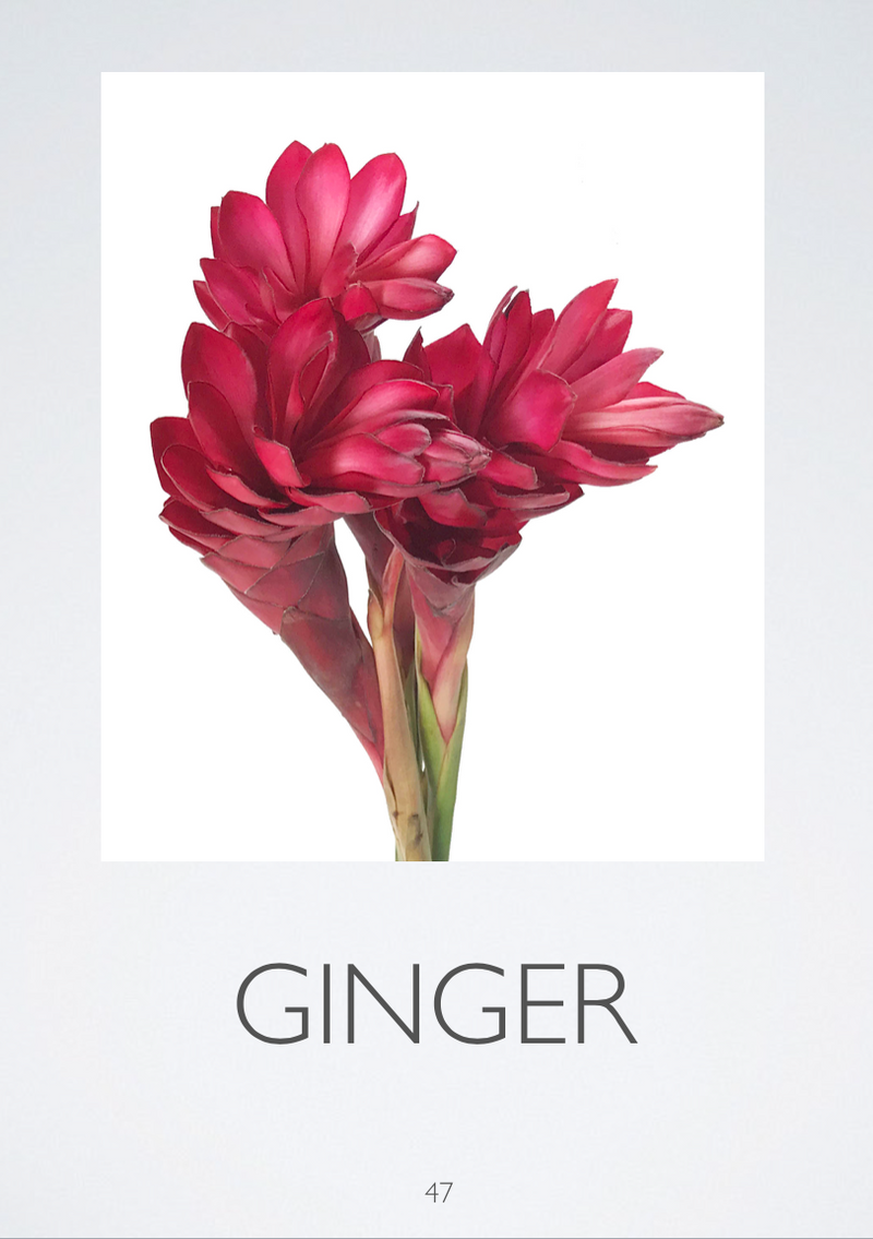 Load image into Gallery viewer, Floral Design ID, PowerPoint Downloads
