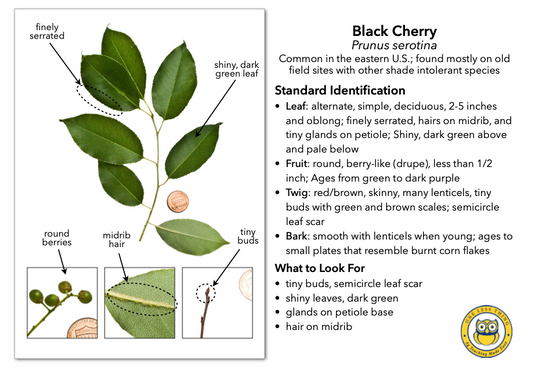 Missouri Tree ID, IDPix Cards