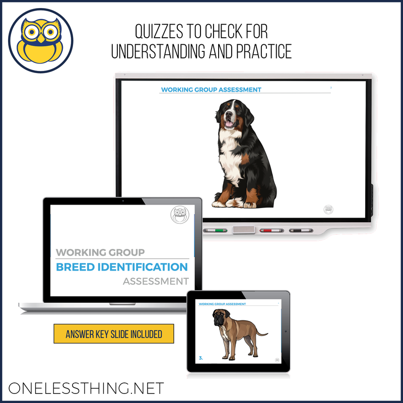 Load image into Gallery viewer, Small Animal Breed ID, PowerPoint Download
