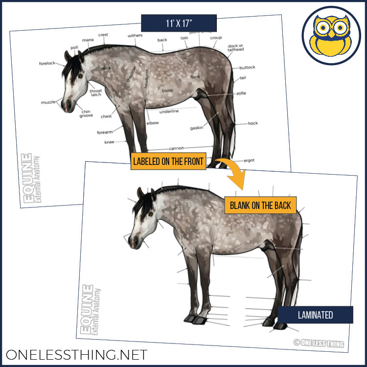 Load image into Gallery viewer, Livestock Anatomy Posters, Set of 7 (REVISED)
