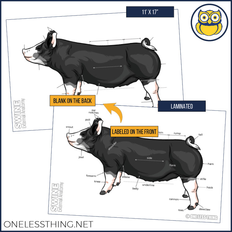 Load image into Gallery viewer, Livestock Anatomy Posters, Set of 7 (REVISED)
