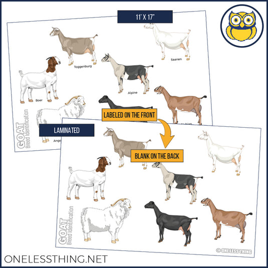 Livestock Breeds Posters, Set of 7