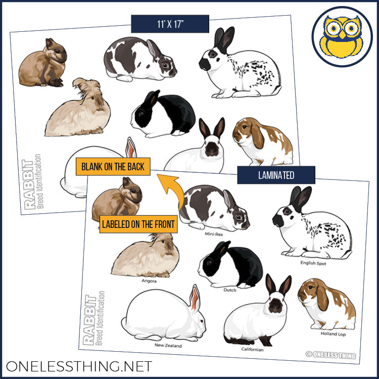 Load image into Gallery viewer, Small Animal Breeds Posters, Set of 12
