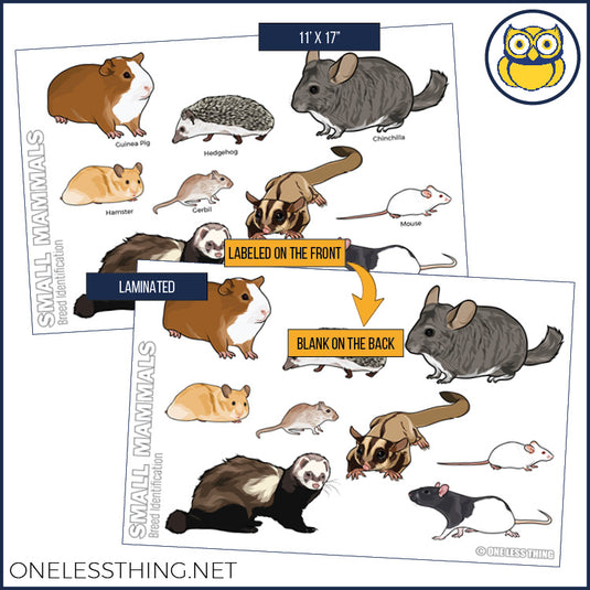 Small Animal Breeds Posters, Set of 12