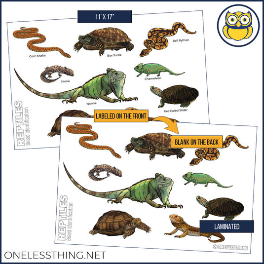 Small Animal Breeds Posters, Set of 12