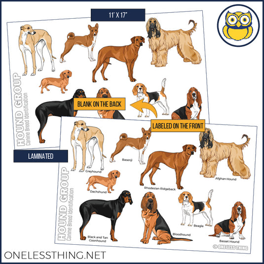 Small Animal Breeds Posters, Set of 12