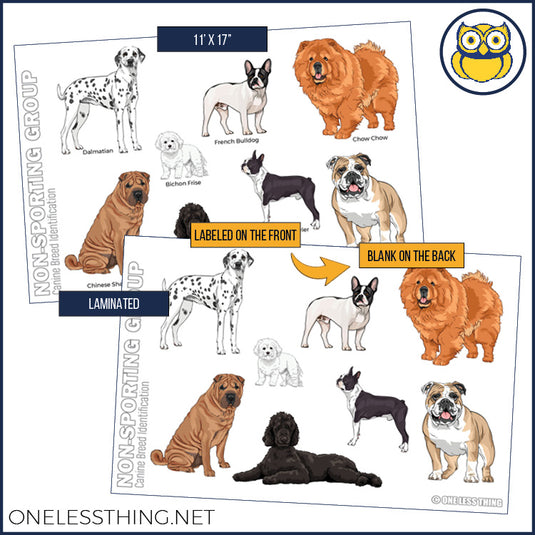 Small Animal Breeds Posters, Set of 12