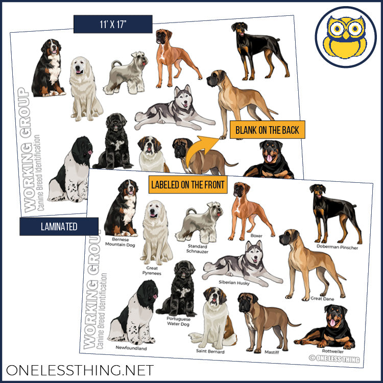 Load image into Gallery viewer, Small Animal Breeds Posters, Set of 12
