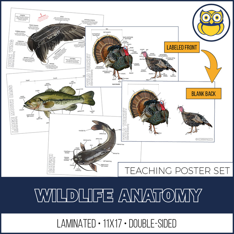 Load image into Gallery viewer, Wildlife Anatomy Posters, Set of 4
