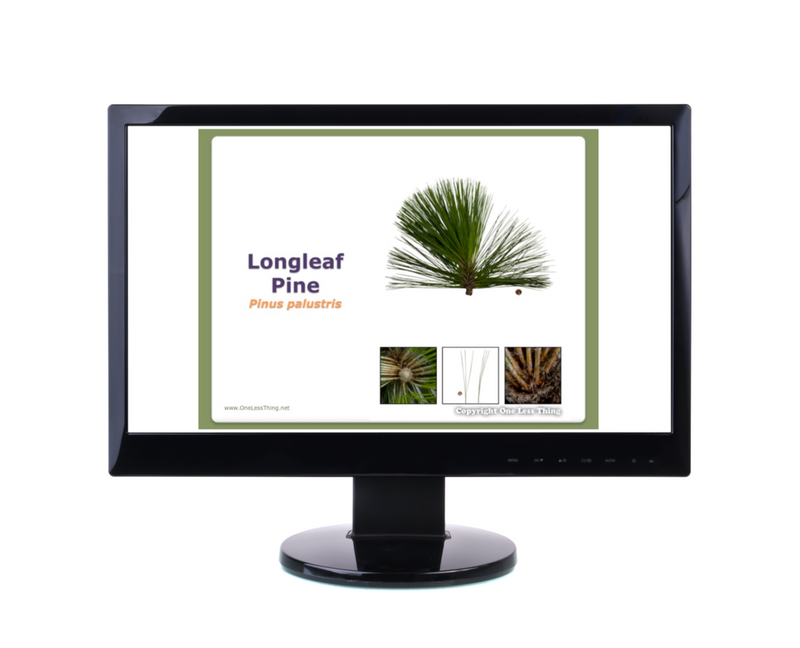 Load image into Gallery viewer, Illinois Tree ID National Supplement, Powerpoints Downloads
