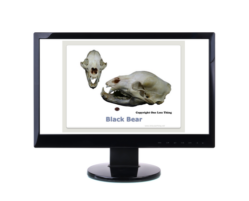 Wildlife 1: Skulls and Furs ID, PowerPoint Downloads