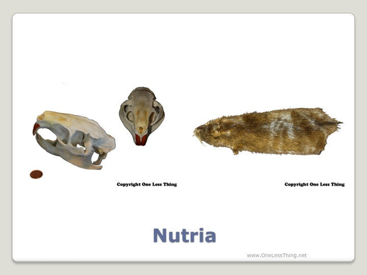 Load image into Gallery viewer, Wildlife 1: Skulls and Furs ID, PowerPoint Downloads
